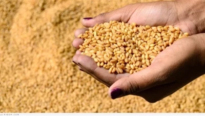 إعلان مغرٍ لأسعار القمح يبعث البهجة في قلوب الفلاحين والمزارعين في إطار تعزيز الأمن الغذائي!
