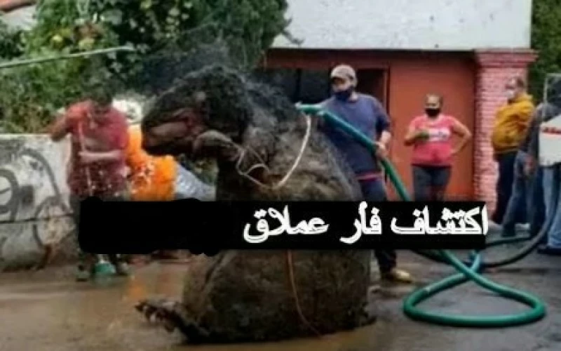 كما لم تروه من قبل.. فأر ضخم بحجم تمساح يثير الرعب في ارجاء سلطنة عمان، ووزارة الصحة تتحرك بشكل سريع بعد أن فعل هذا الشيء المرعب بمجموعة من الأشخاص!!