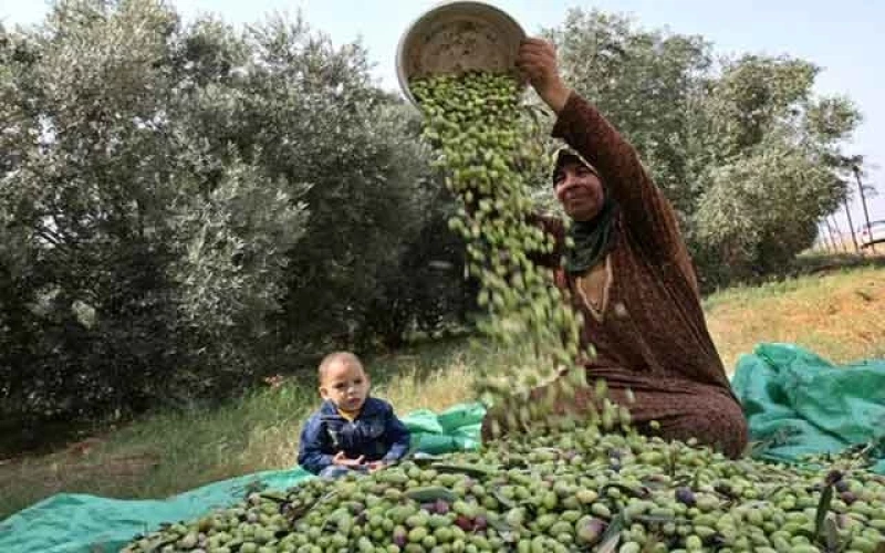 مفاجأة من الأردن: الفاكهة الاقتصادية التي تقضي على الإمساك خلال دقائق وتحارب ارتفاع السكر والوزن الزائد!